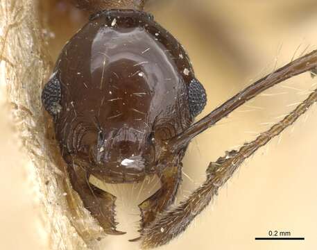 Image of Pheidole pubiventris Mayr 1887