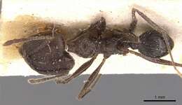 Image of Pheidole ajax Forel 1899