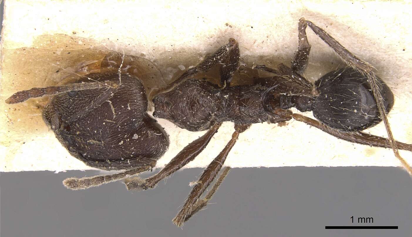 Image of Pheidole ajax Forel 1899