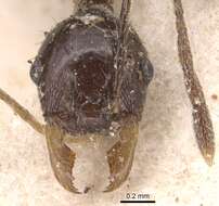 Image of Pheidole ajax Forel 1899