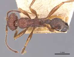 Image of Pheidole vorax (Fabricius 1804)