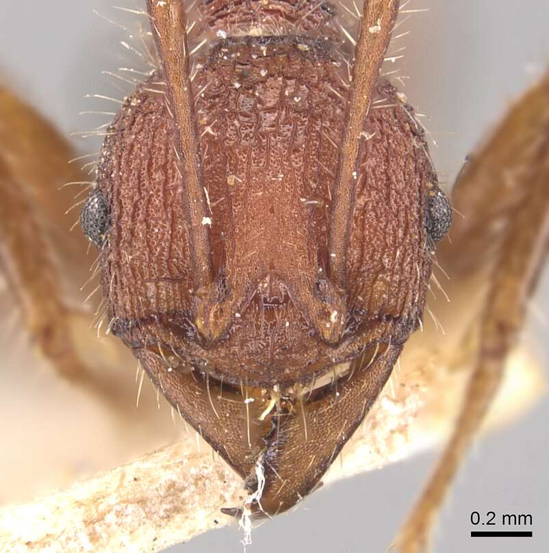 Image of Pheidole vorax (Fabricius 1804)