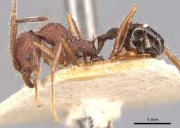 Image of Pheidole vorax (Fabricius 1804)