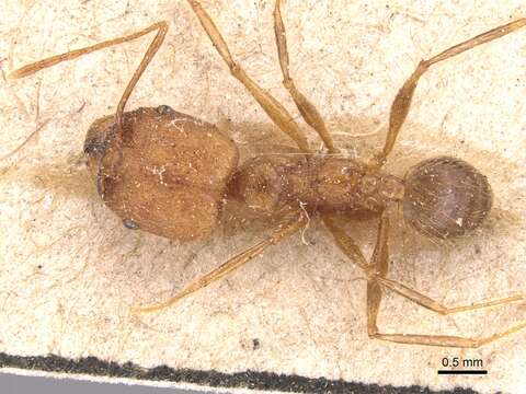 Image of Pheidole fiorii Emery 1890