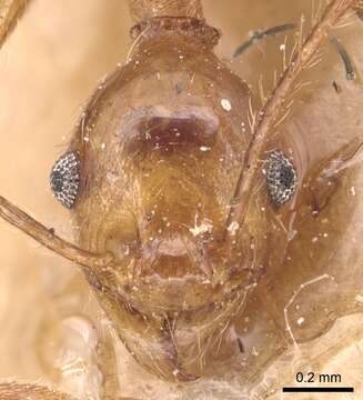 Image of Pheidole fiorii Emery 1890