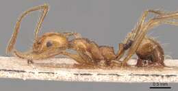 Image of Pheidole biconstricta Mayr 1870