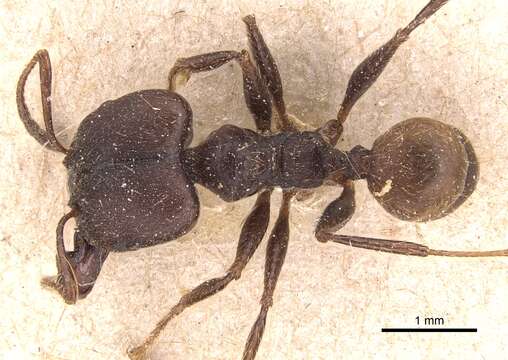 Image of Pheidole biconstricta Mayr 1870