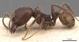 Image of Pheidole biconstricta Mayr 1870