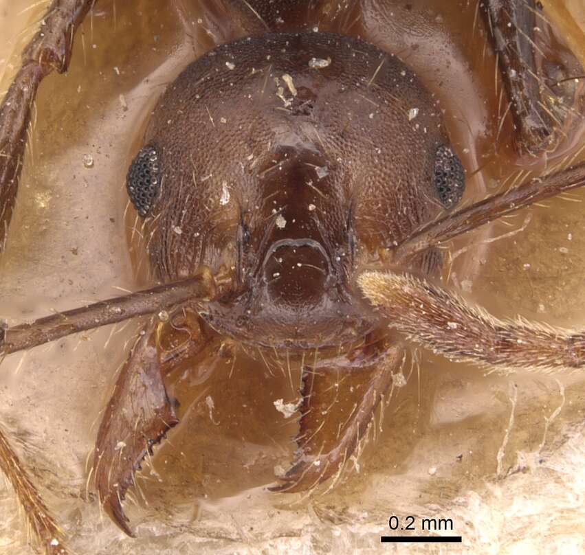 Image of Pheidole biconstricta Mayr 1870