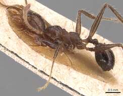 Image of Pheidole biconstricta Mayr 1870