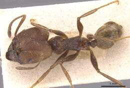 Image of Pheidole biconstricta Mayr 1870