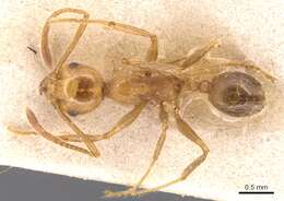 Image of Pheidole biconstricta Mayr 1870