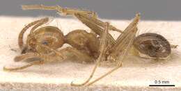 Image of Pheidole biconstricta Mayr 1870