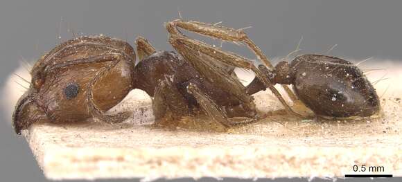 Image de Pheidole plebecula Forel 1899