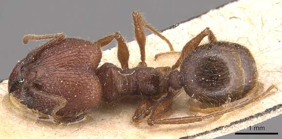 Image of <i>Pheidole jelskii</i> Mayr