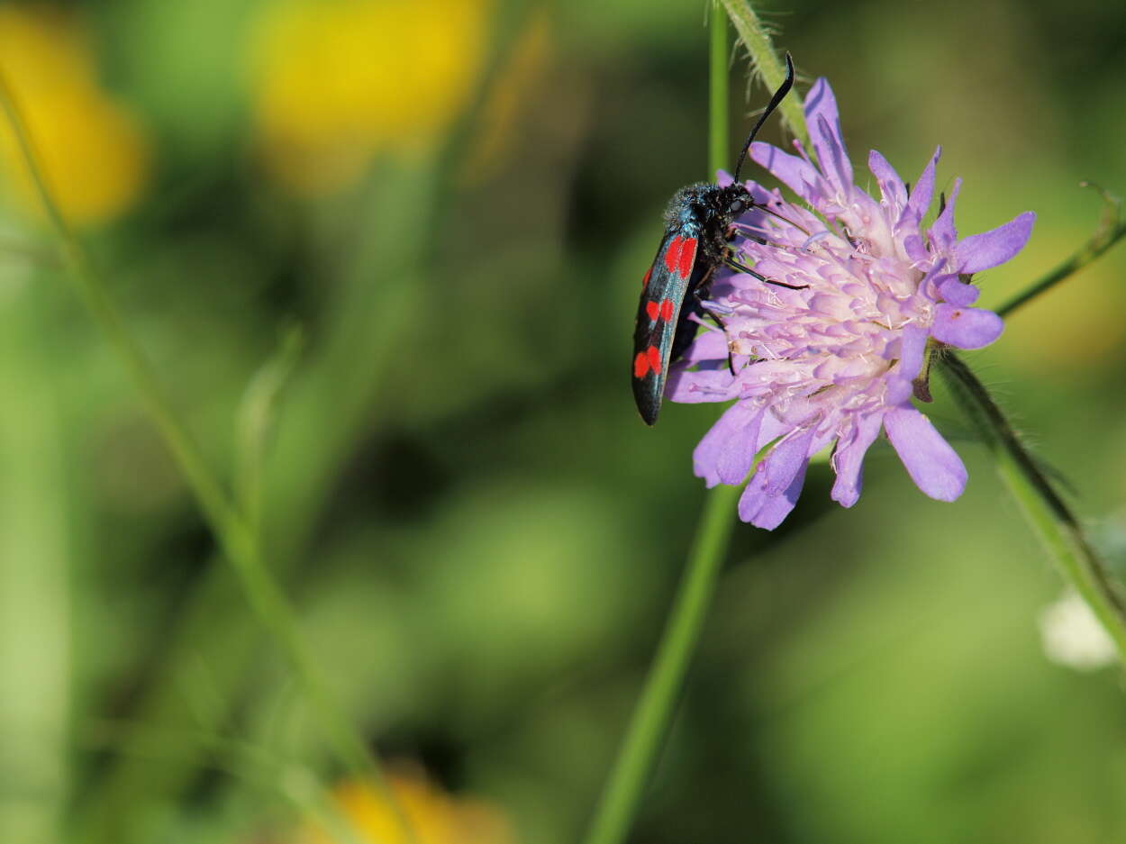 Image of six-spot burnet