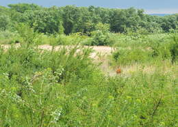 Image of Roe Deer