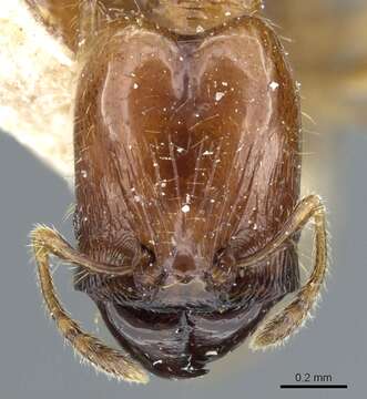 Image of Pheidole subarmata Mayr 1884