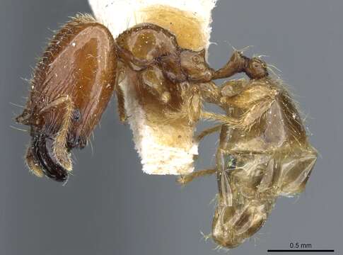 Image of Pheidole subarmata Mayr 1884