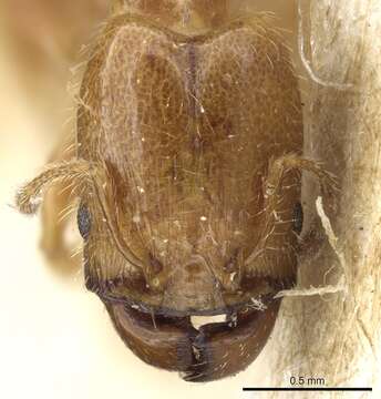 Image of Pheidole subarmata Mayr 1884