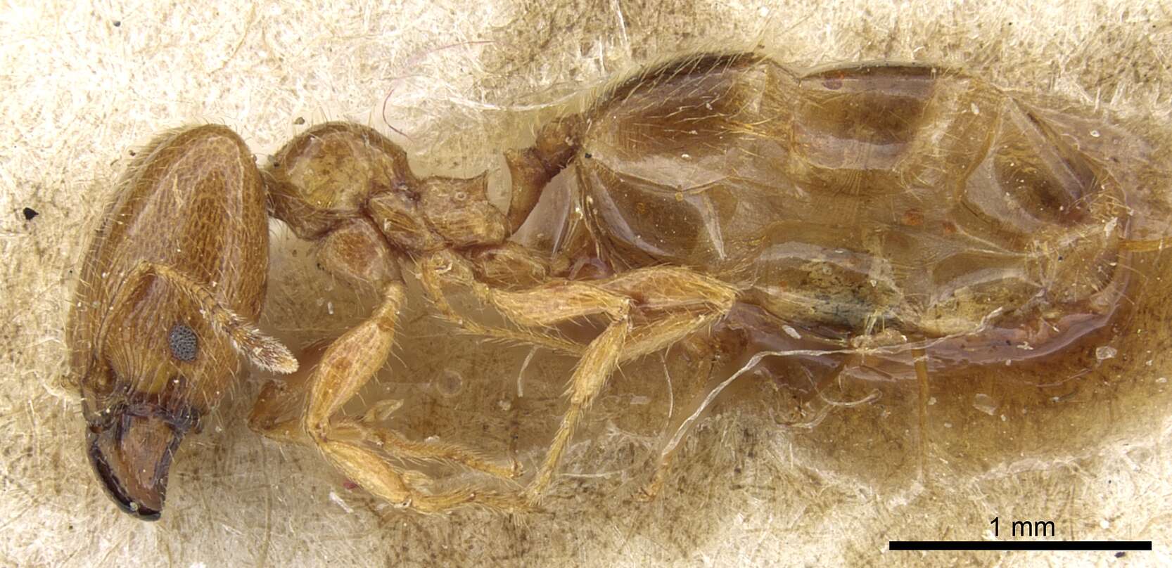 Image of Pheidole subarmata Mayr 1884