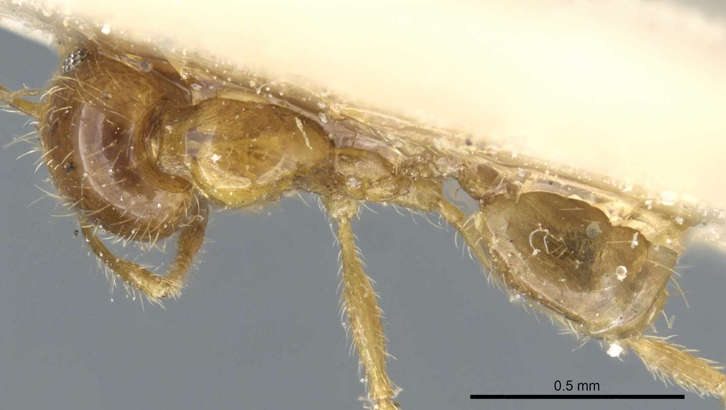 Image of Pheidole subarmata Mayr 1884