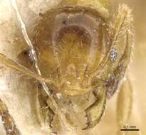 Image of Pheidole subarmata Mayr 1884