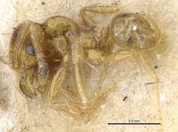 Image of Pheidole subarmata Mayr 1884