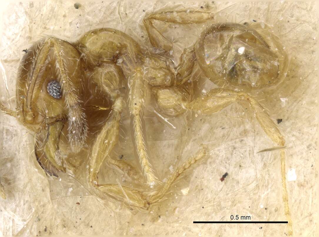 Image of Pheidole subarmata Mayr 1884