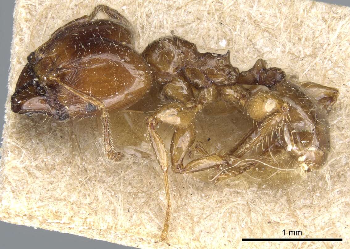 Image of Formicoidea