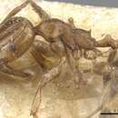 Plancia ëd <i>Pheidole polita</i>