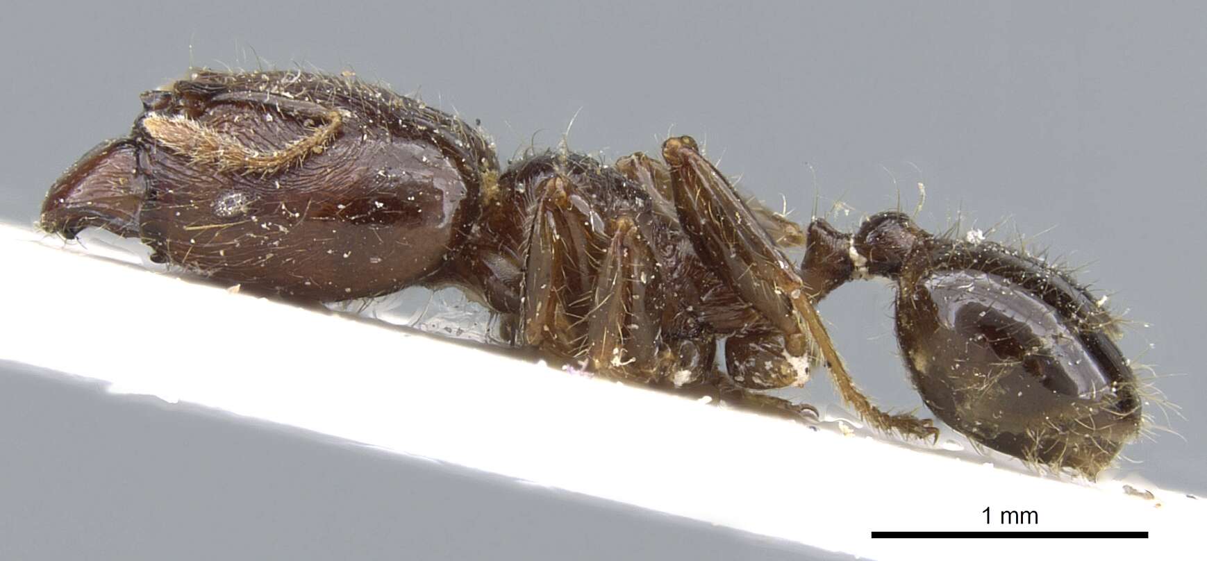 Image of Pheidole rhinoceros Forel 1899