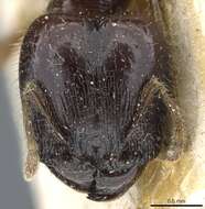 Image of Pheidole balzani Emery 1894