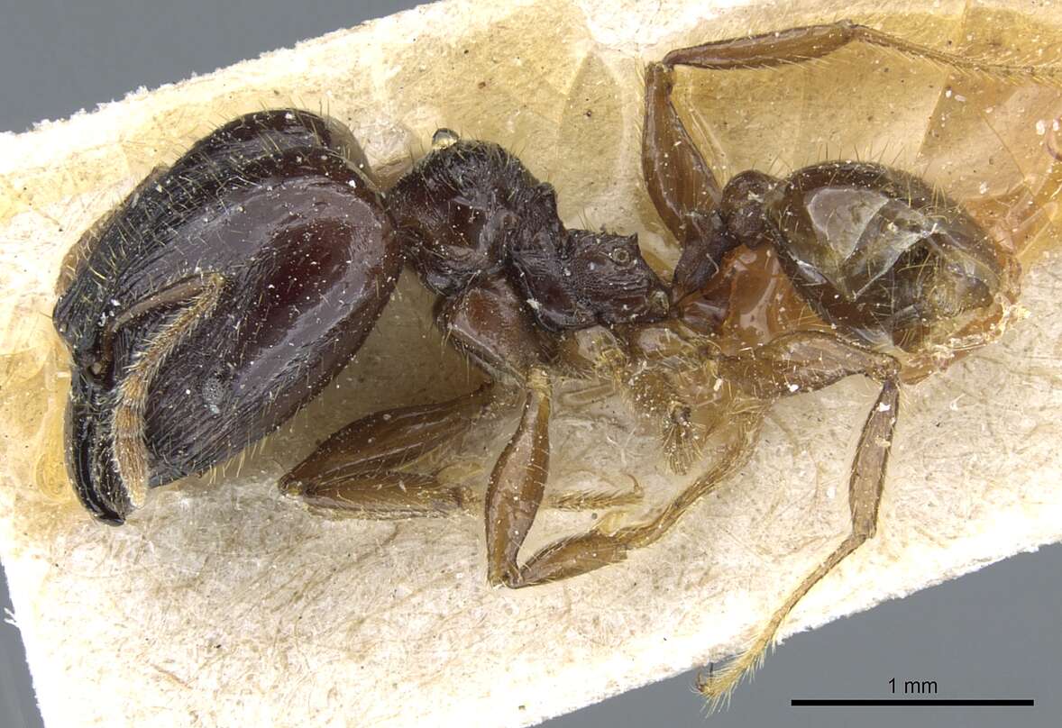 Image of Pheidole balzani Emery 1894