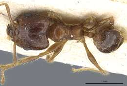 Image of Pheidole nitidula Emery 1888