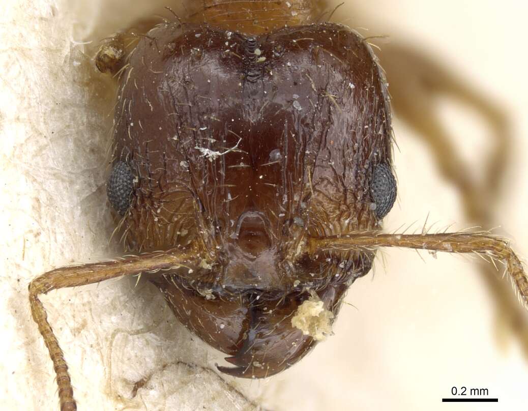 Image of Pheidole nitidula Emery 1888