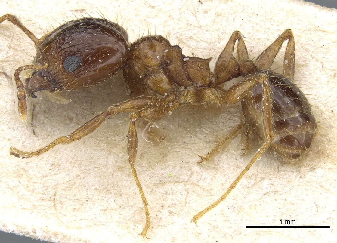 Image of Pheidole nitidula Emery 1888