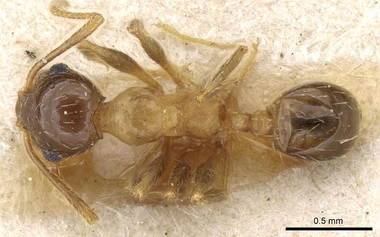 Image of Pheidole nitidula Emery 1888