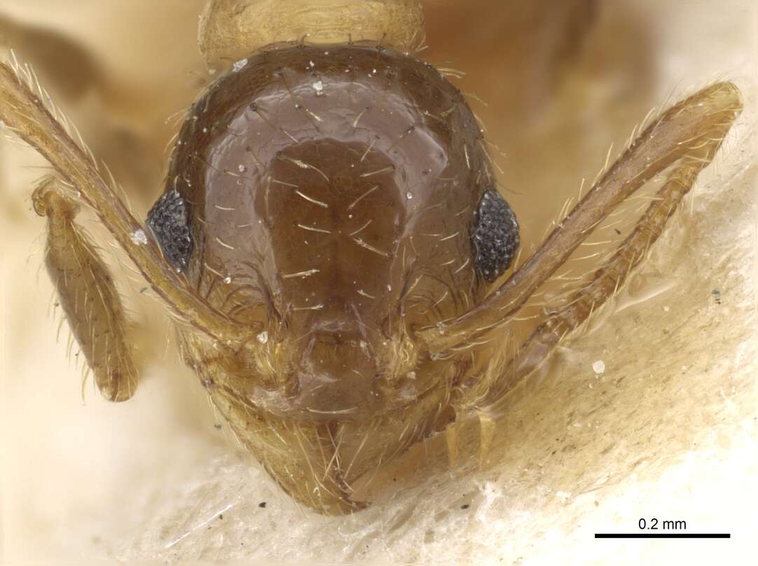 Image of Pheidole nitidula Emery 1888