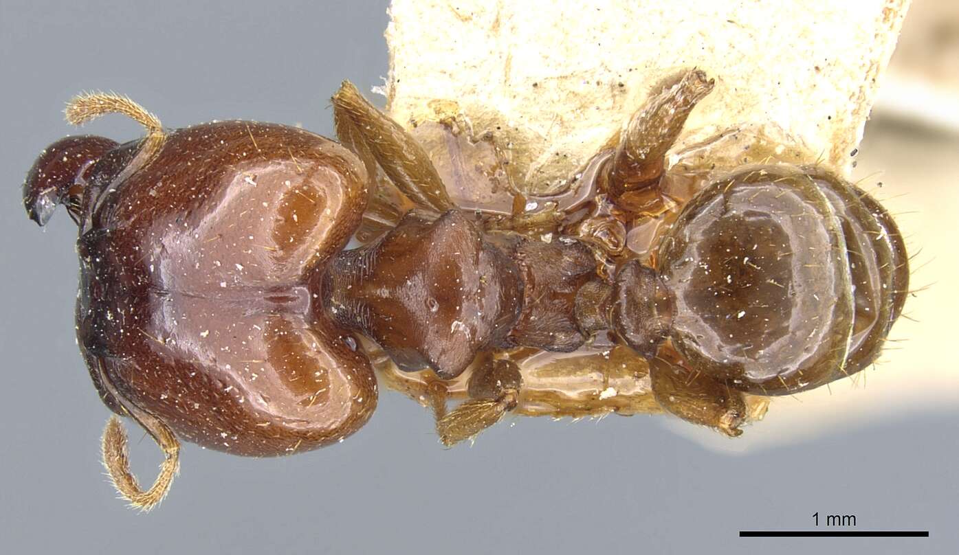 Image of Pheidole stulta Forel 1886