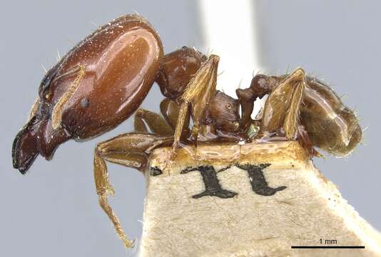 Image of Pheidole stulta Forel 1886