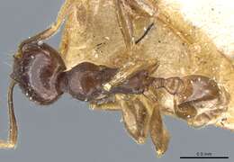 Image of Pheidole stulta Forel 1886