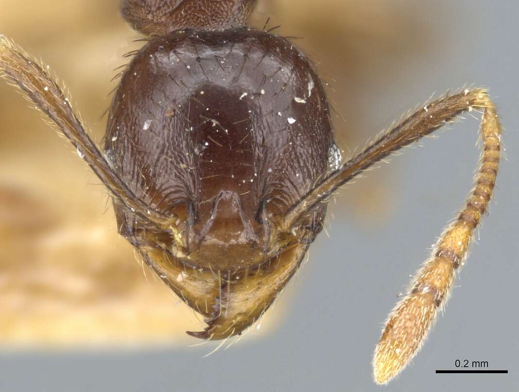 Image of Pheidole stulta Forel 1886