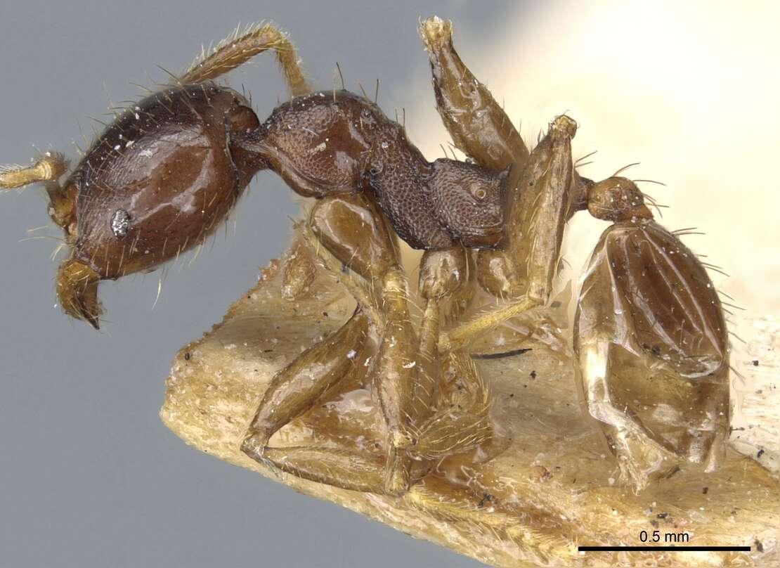 Image of Pheidole stulta Forel 1886