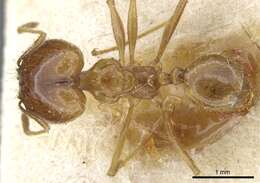 Image of Pheidole alfaroi Emery 1896