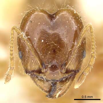 Image of Pheidole alfaroi Emery 1896