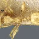 Image of Pheidole tetrica Forel 1913