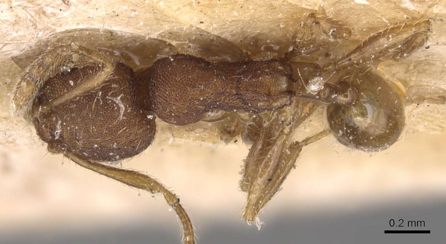 Image of <i>Pheidole asperithorax</i>