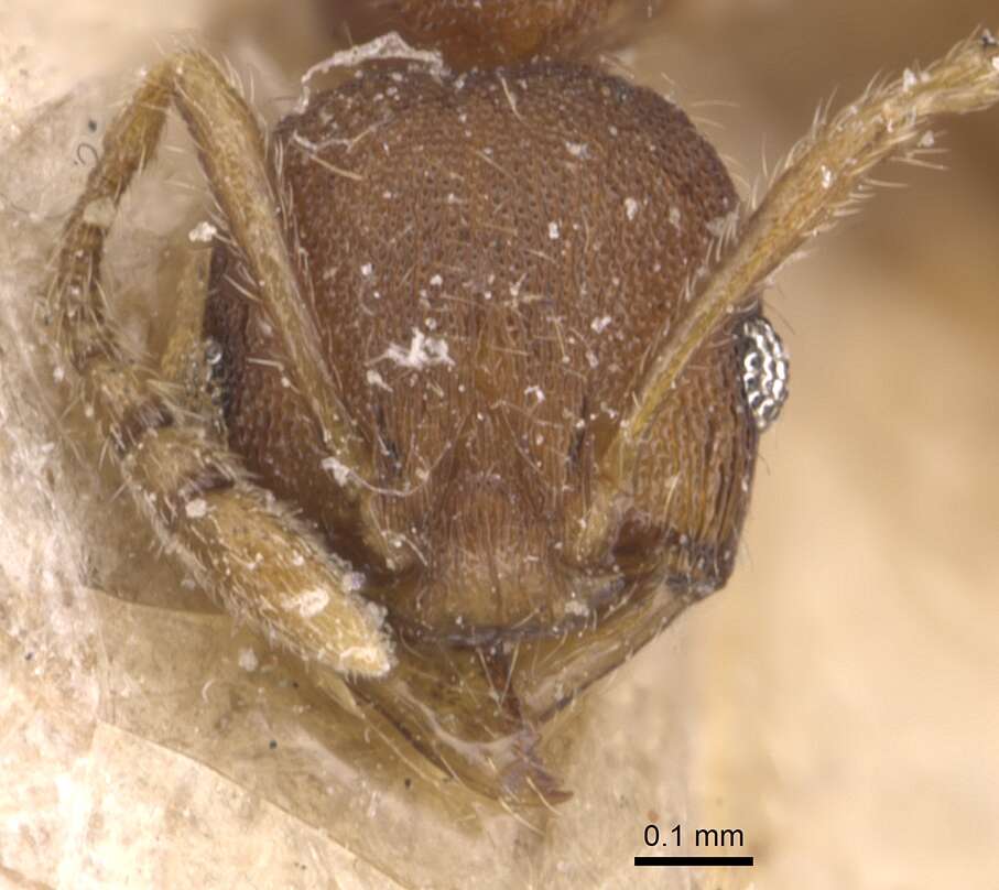 Image of <i>Pheidole asperithorax</i>