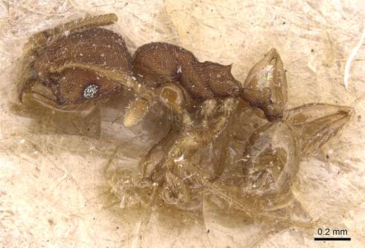 Image of <i>Pheidole asperithorax</i>